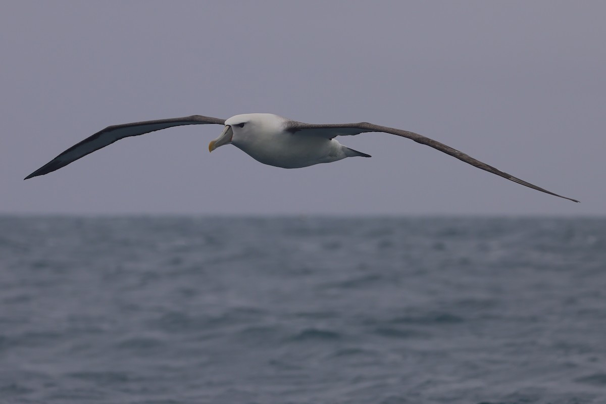 White-capped Albatross (steadi) - ML617713014
