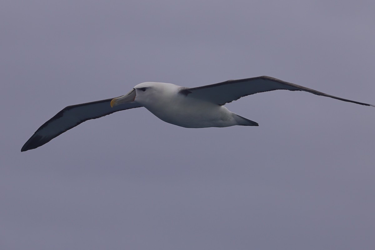 White-capped Albatross (steadi) - ML617713019