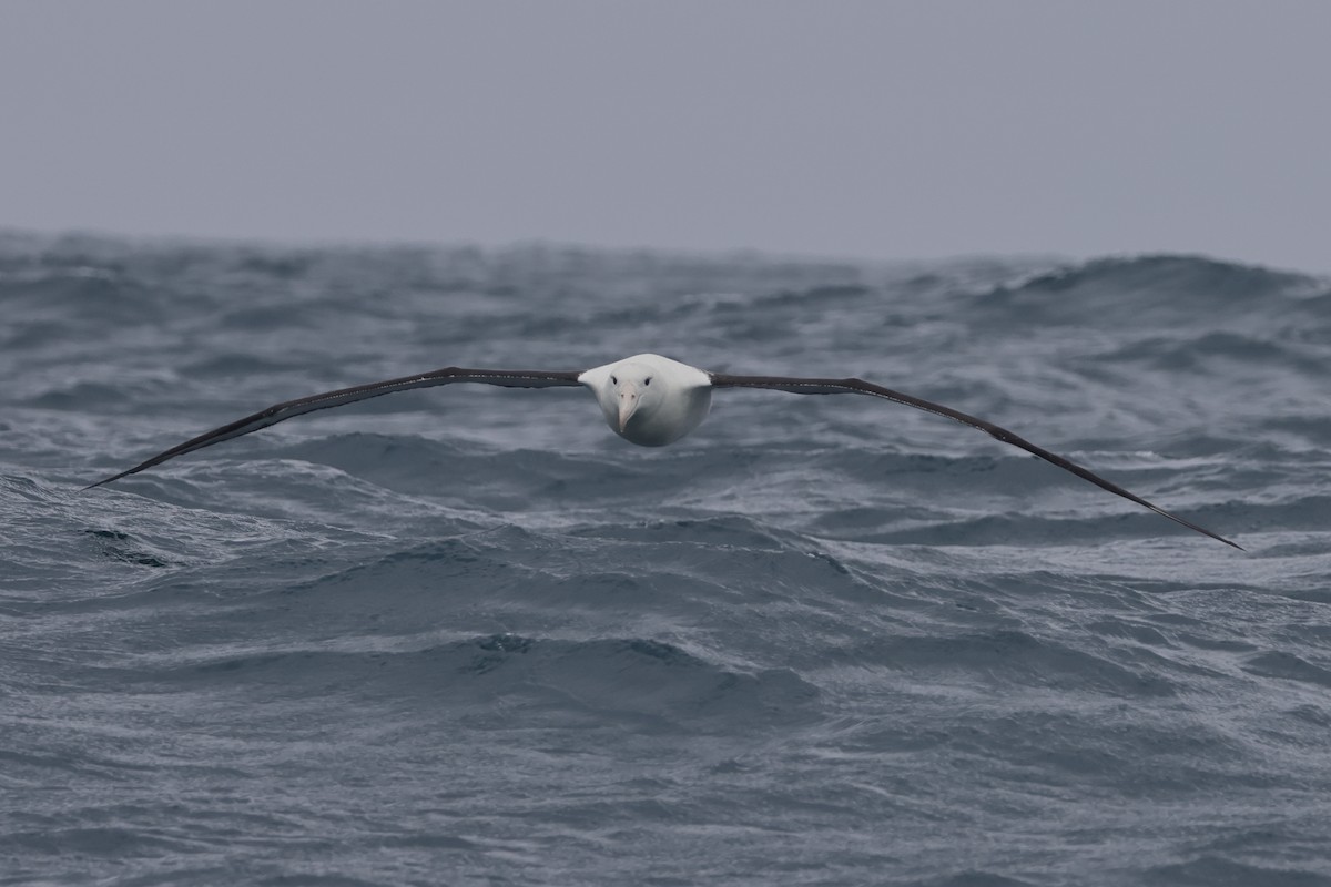 Northern Royal Albatross - ML617713029