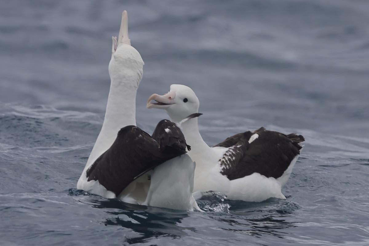 Northern Royal Albatross - Fabio Olmos