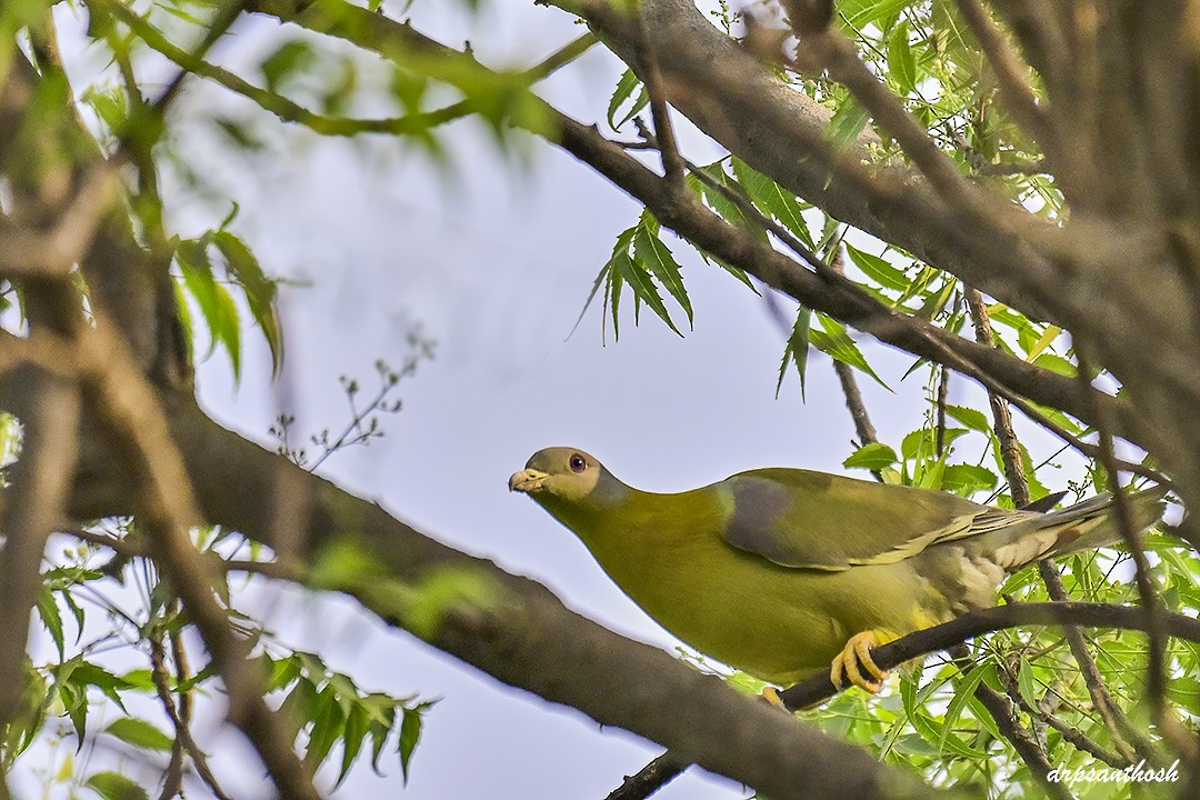 Yellow-footed Green-Pigeon - ML617713032