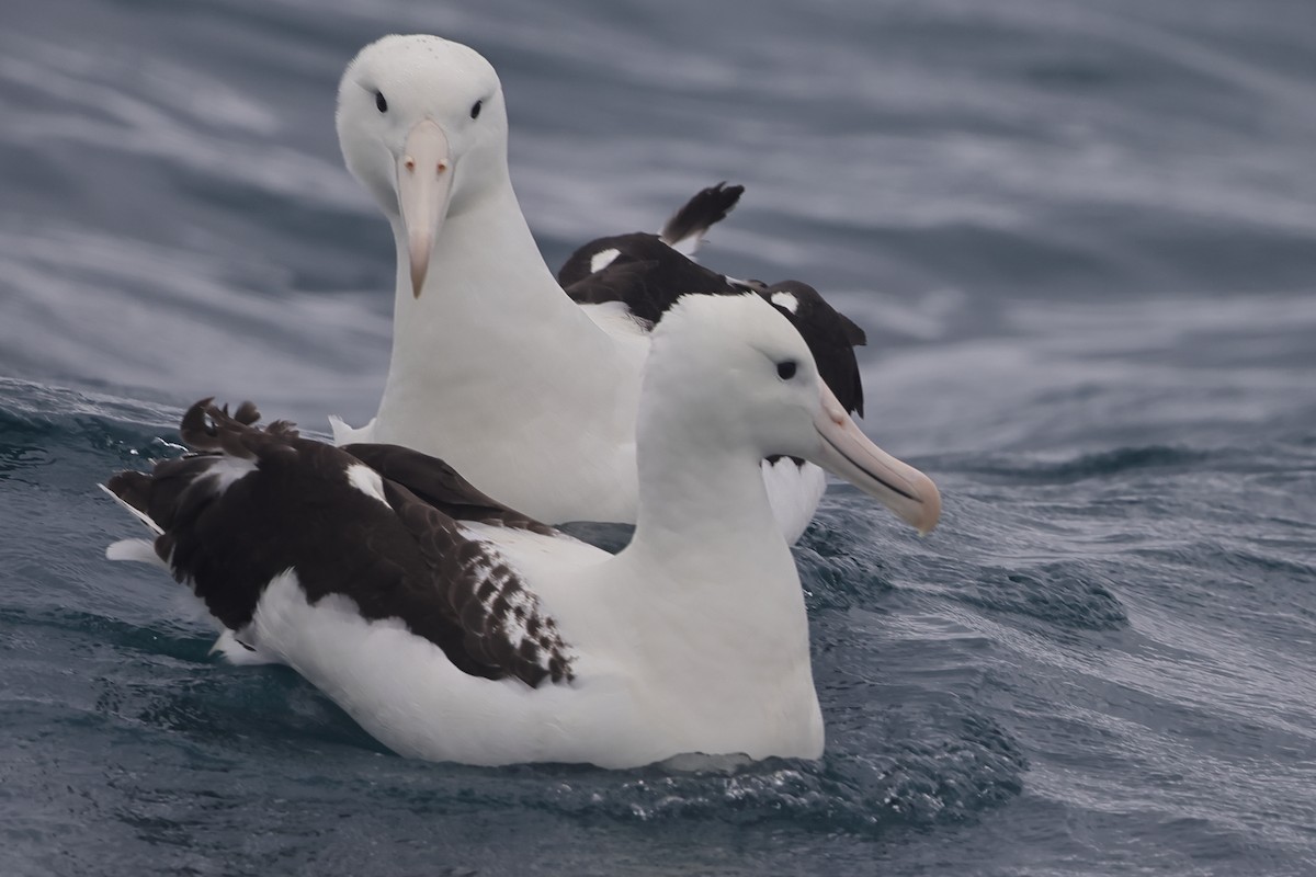 Northern Royal Albatross - Fabio Olmos