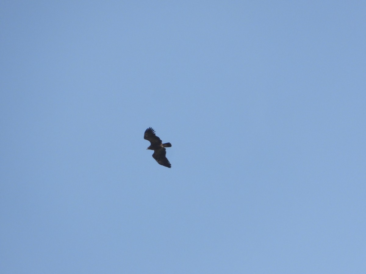 Lesser Spotted Eagle - ML617713082
