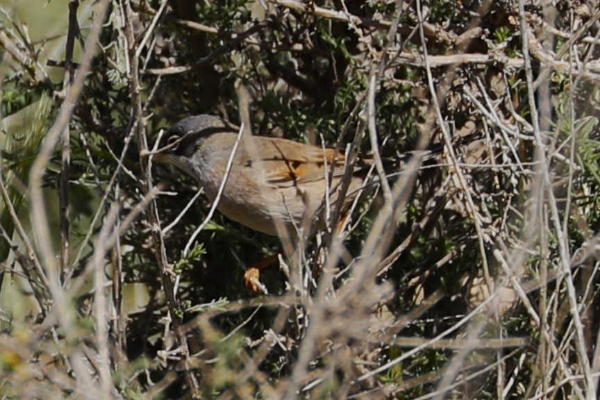 Spectacled Warbler - ML617713090