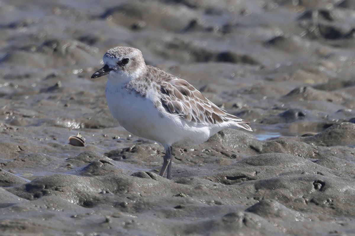 Red-breasted Dotterel - ML617713274