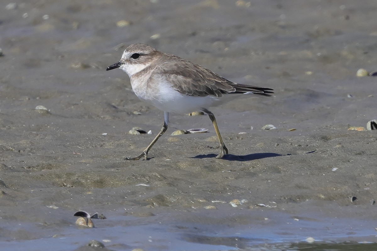 Double-banded Plover - ML617713362