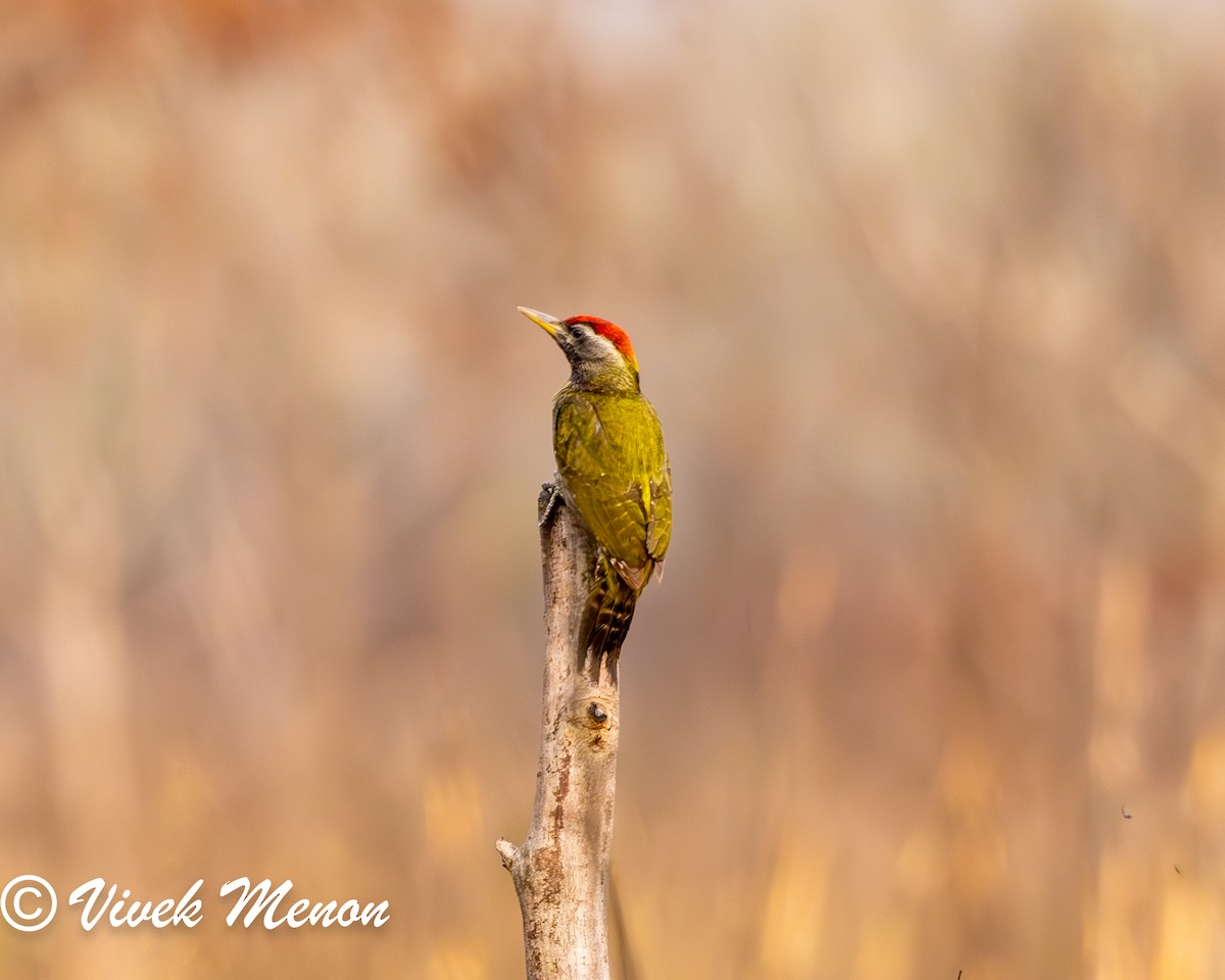 Streak-throated Woodpecker - ML617713364