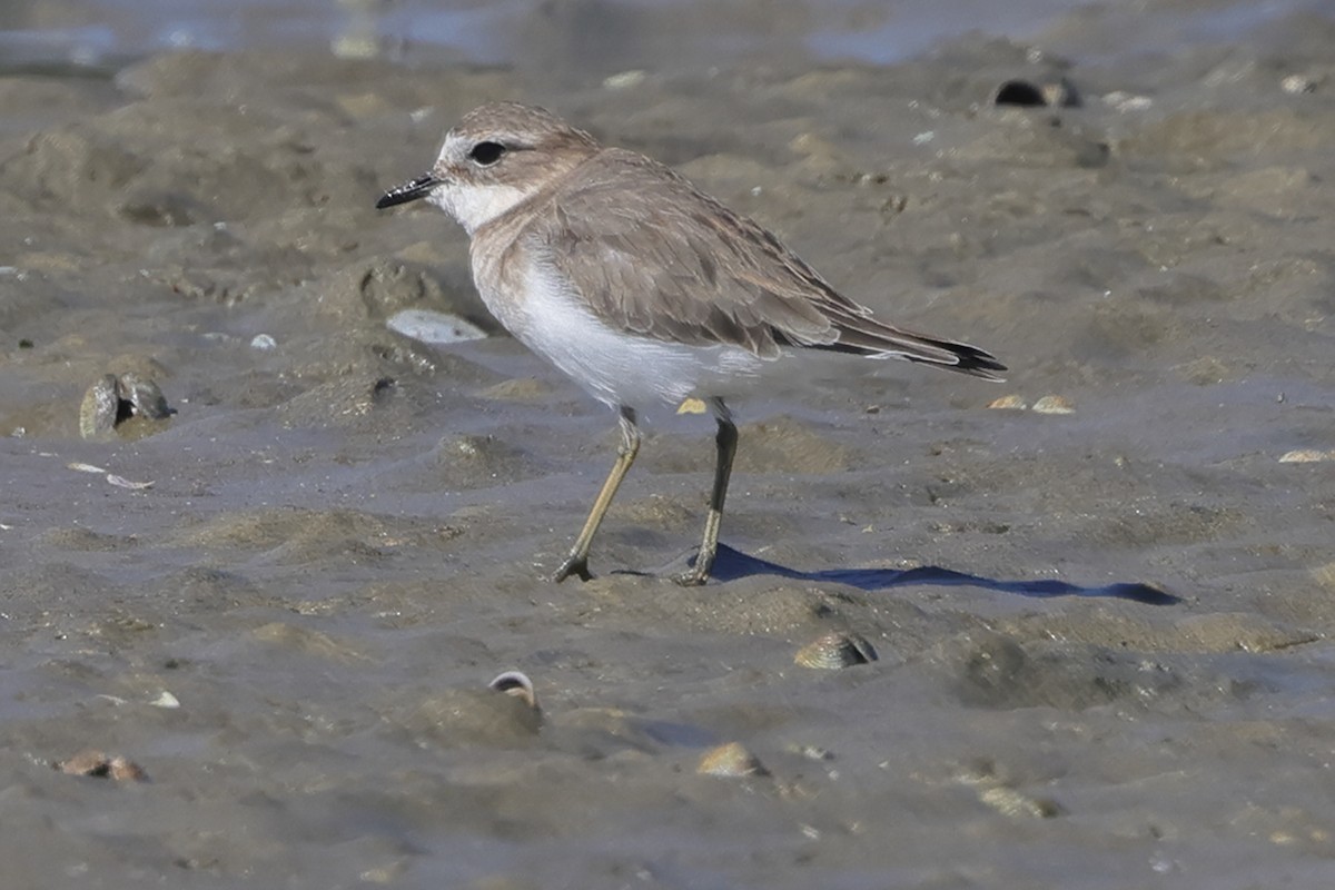 Double-banded Plover - ML617713369
