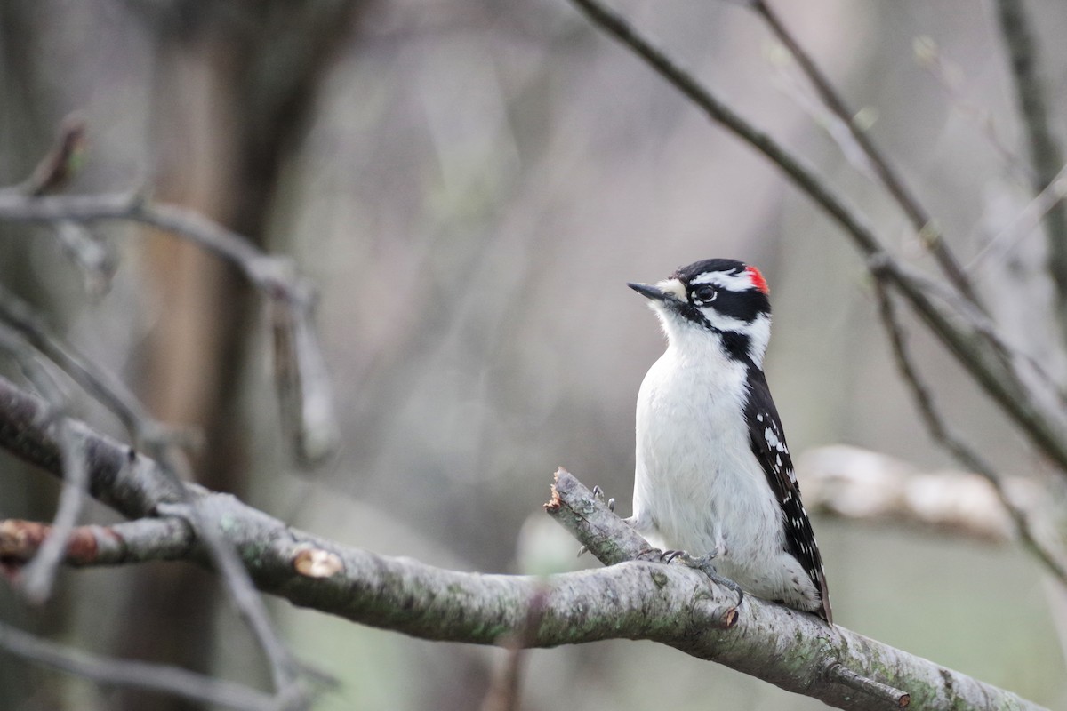 Downy Woodpecker (Eastern) - ML617713415