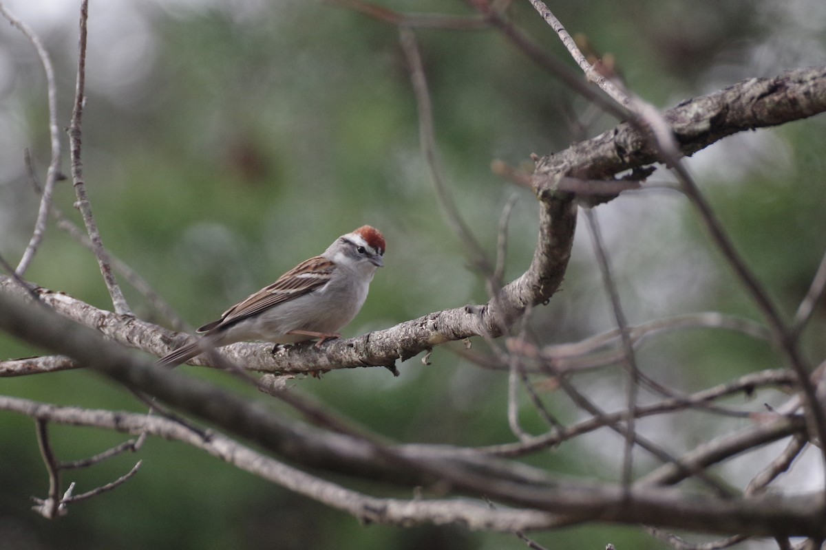 Chipping Sparrow - ML617713426