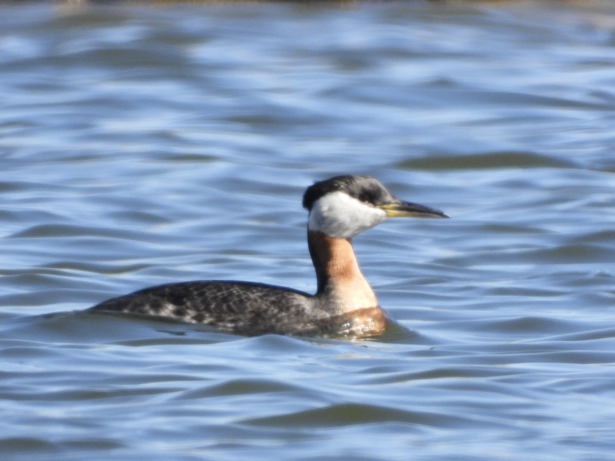 Red-necked Grebe - ML617713444