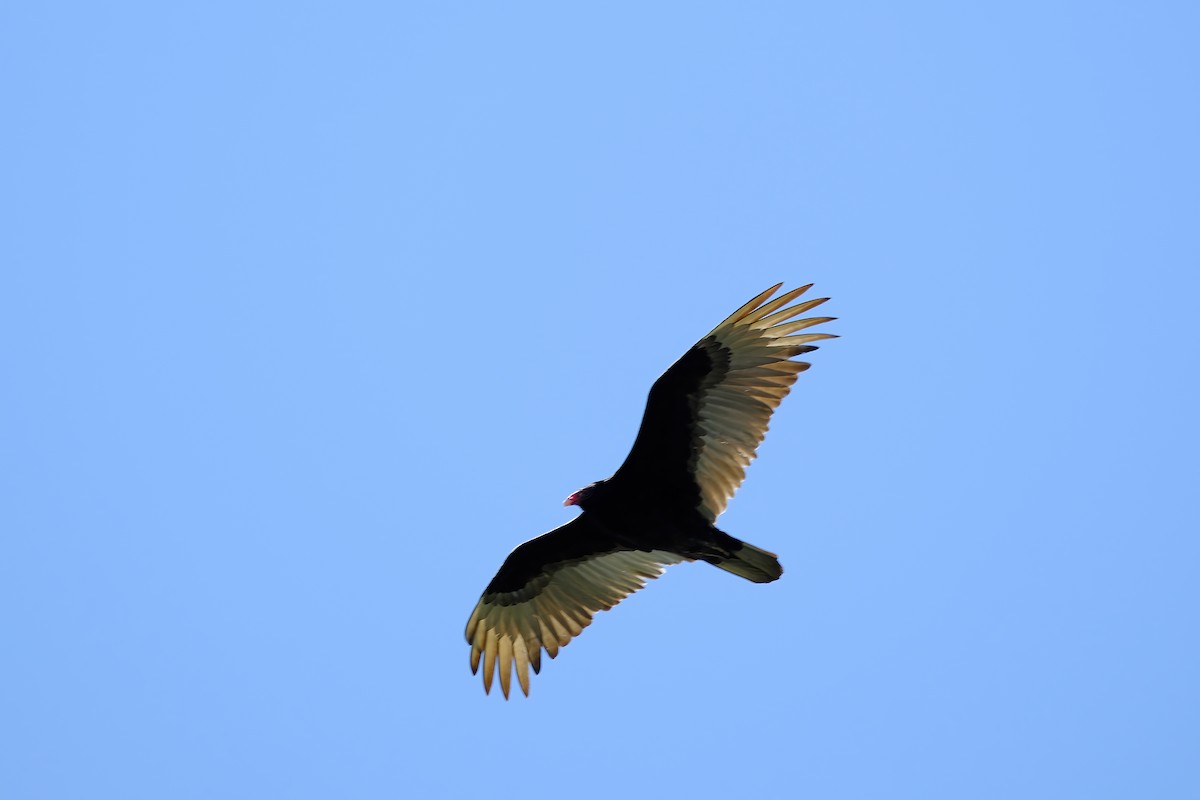 Turkey Vulture - ML617713447