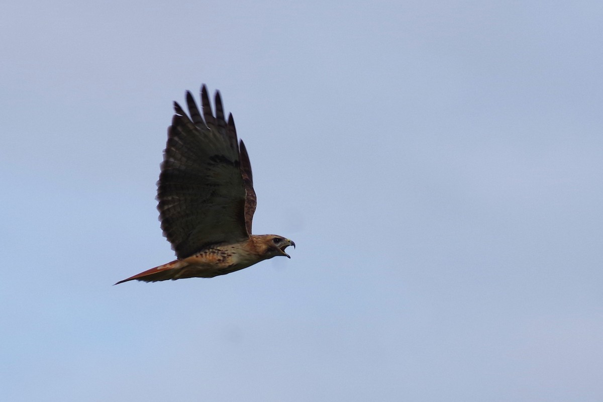 Red-tailed Hawk (borealis) - ML617713448