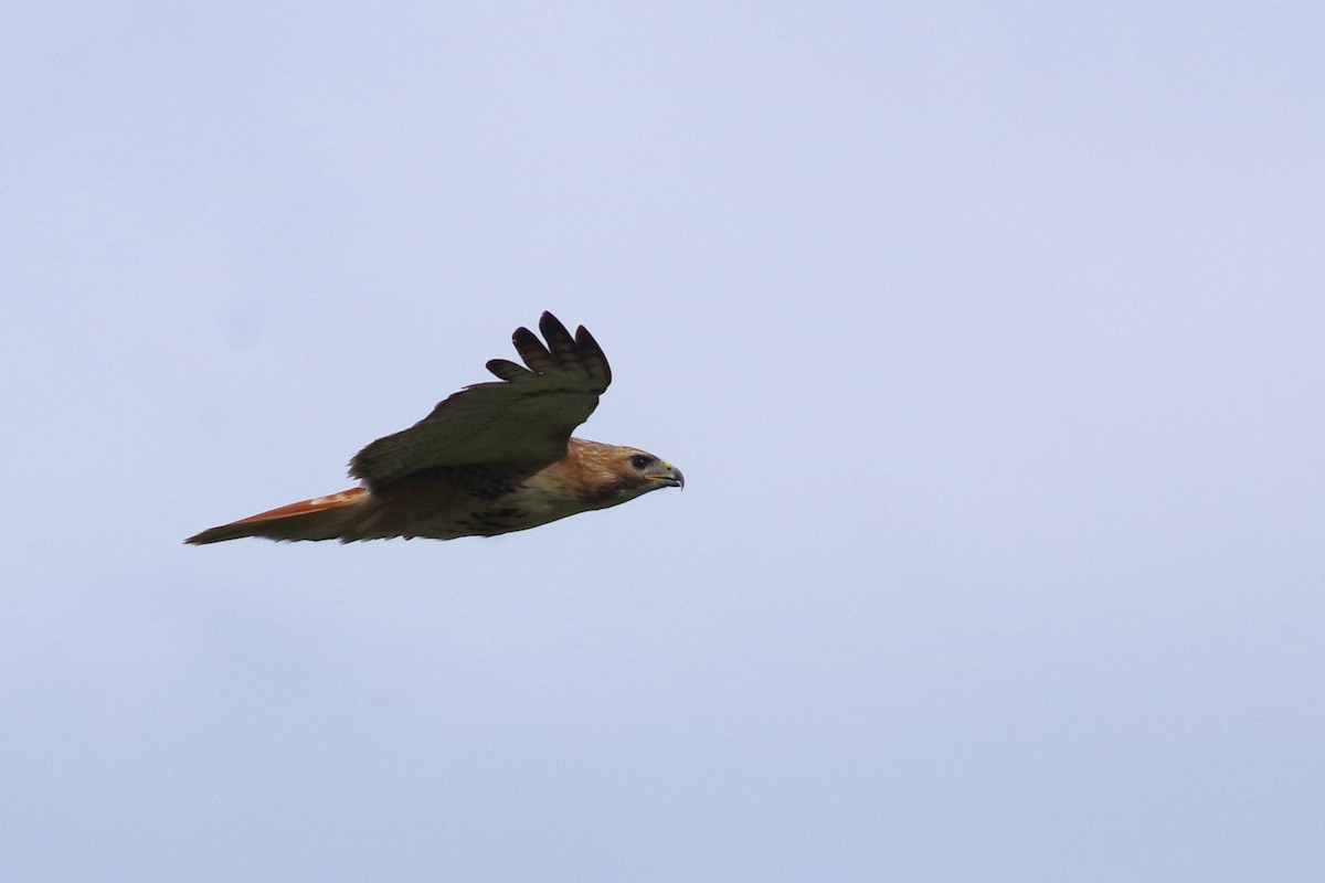 Red-tailed Hawk (borealis) - ML617713449