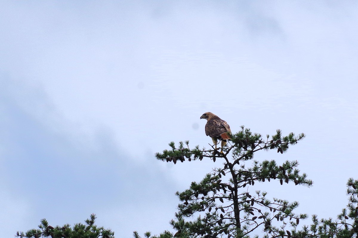Red-tailed Hawk (borealis) - Aidan Flinn