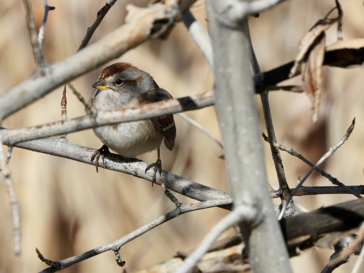 American Tree Sparrow - ML617713492
