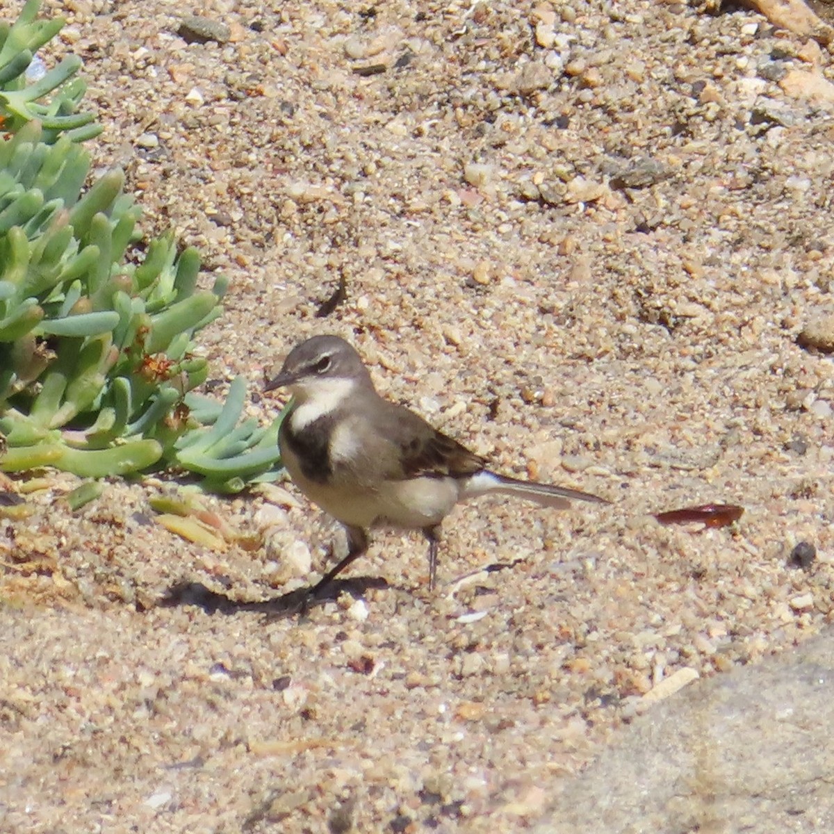 Cape Wagtail - ML617713521