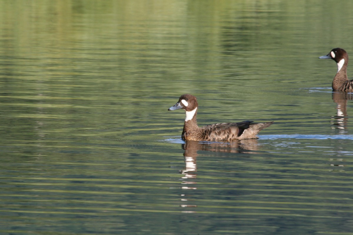 Spectacled Duck - ML617713536