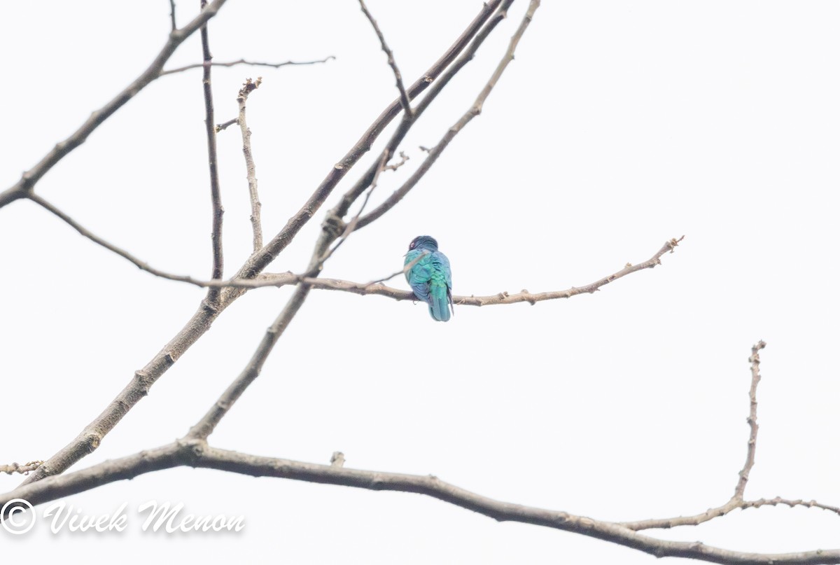 Asian Emerald Cuckoo - ML617713597