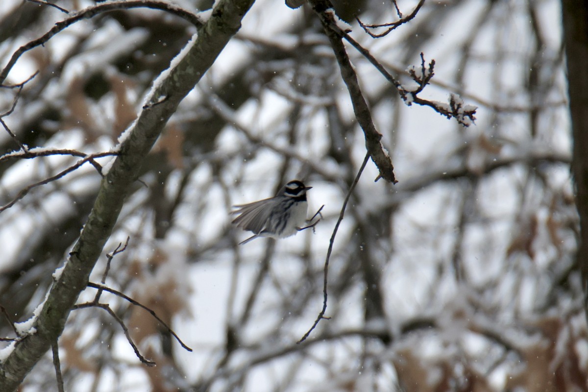 Black-throated Gray Warbler - Jack Kew