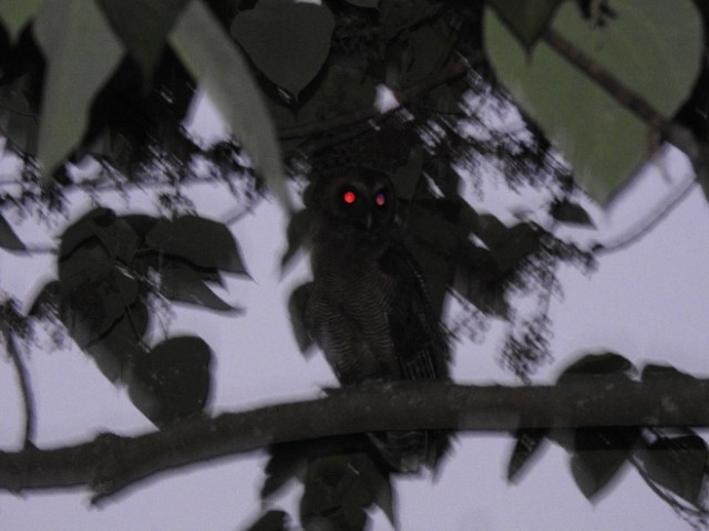 Brown Wood-Owl - Ashalatha  Chevar Kapikad