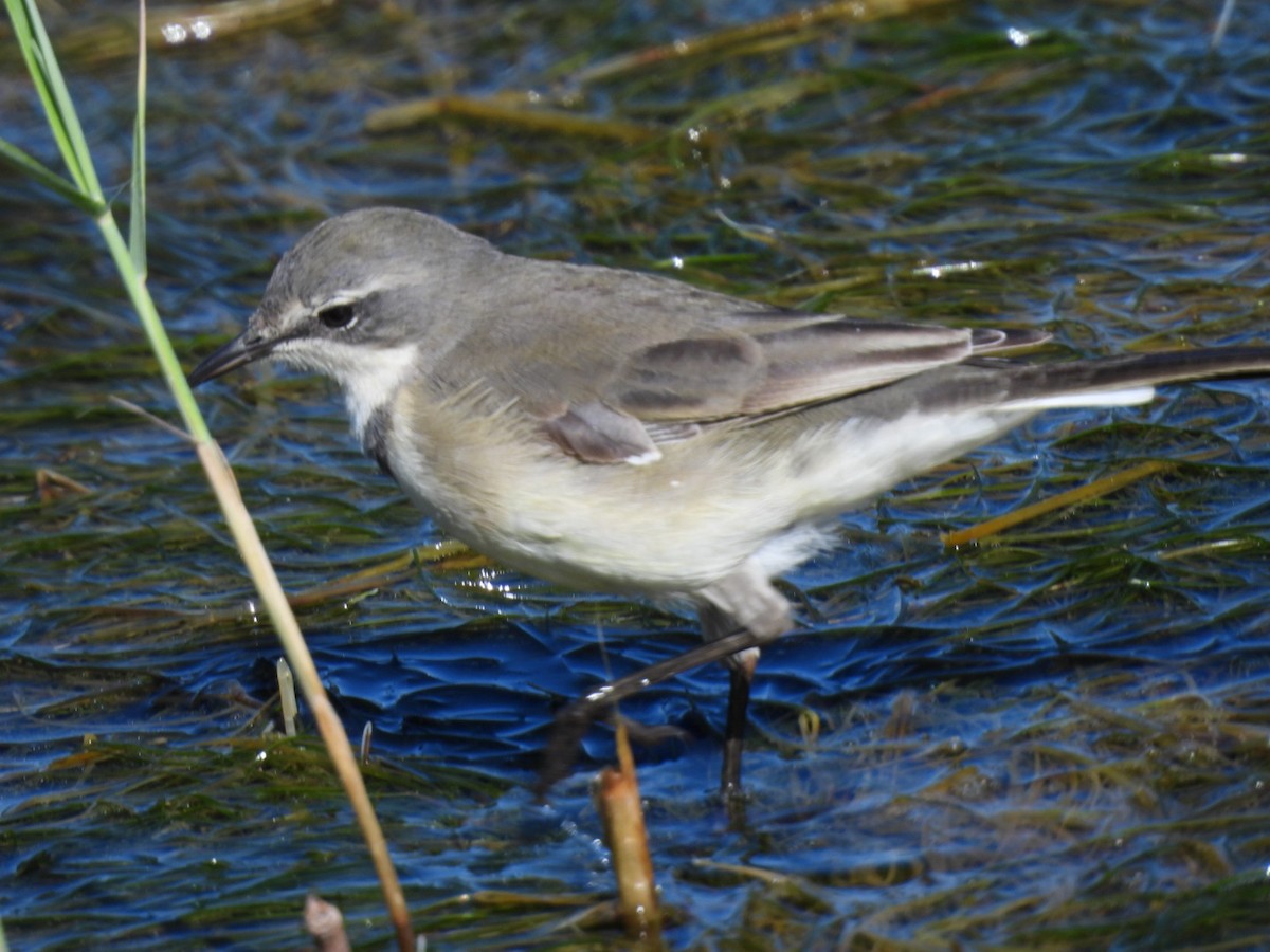 Cape Wagtail - ML617713656