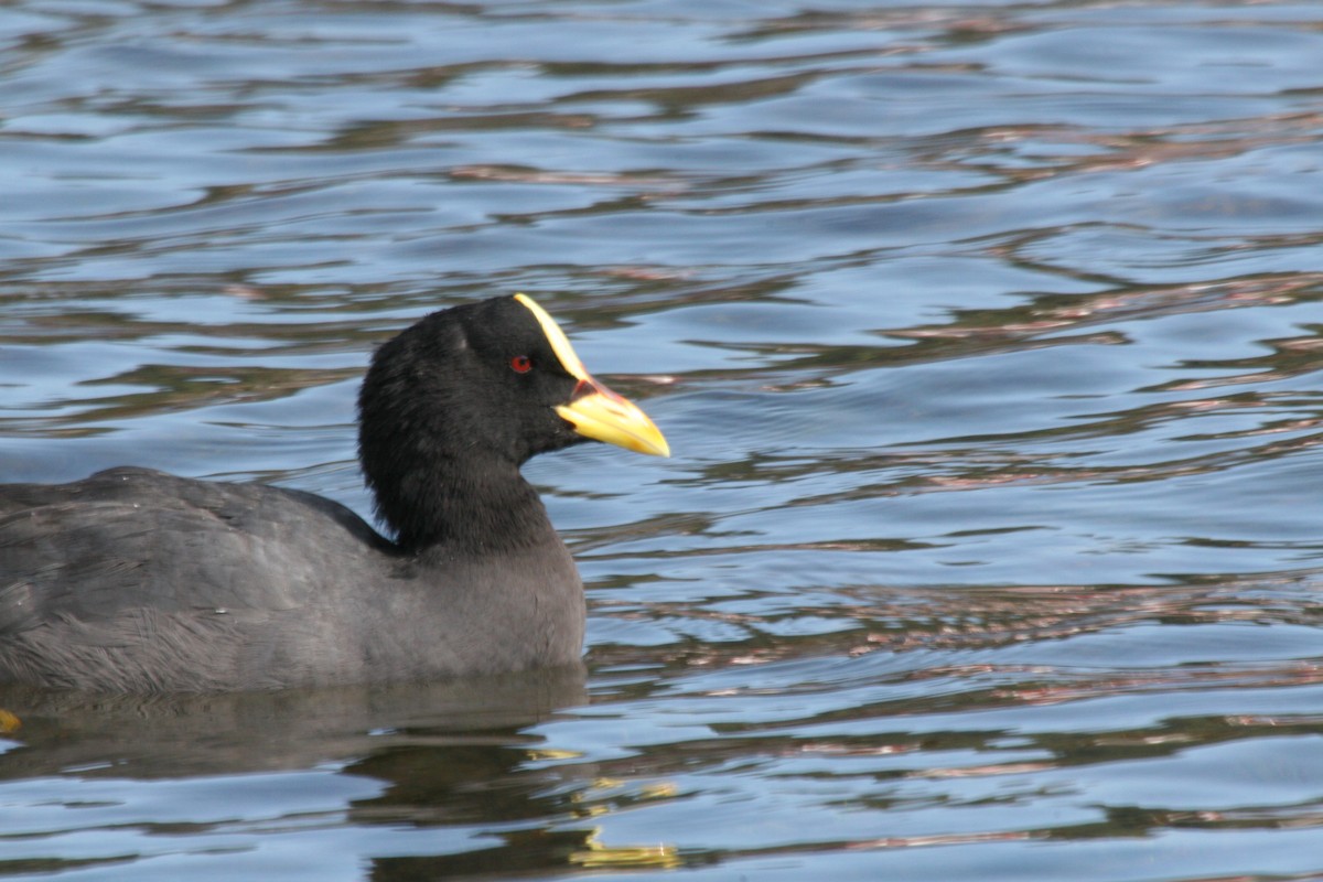 Red-gartered Coot - ML617713662