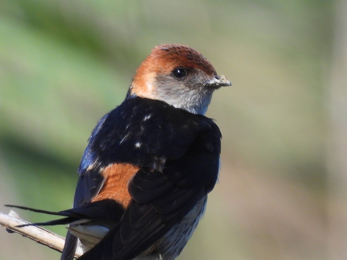 Greater Striped Swallow - ML617713663