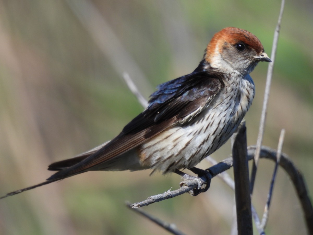 Greater Striped Swallow - ML617713664