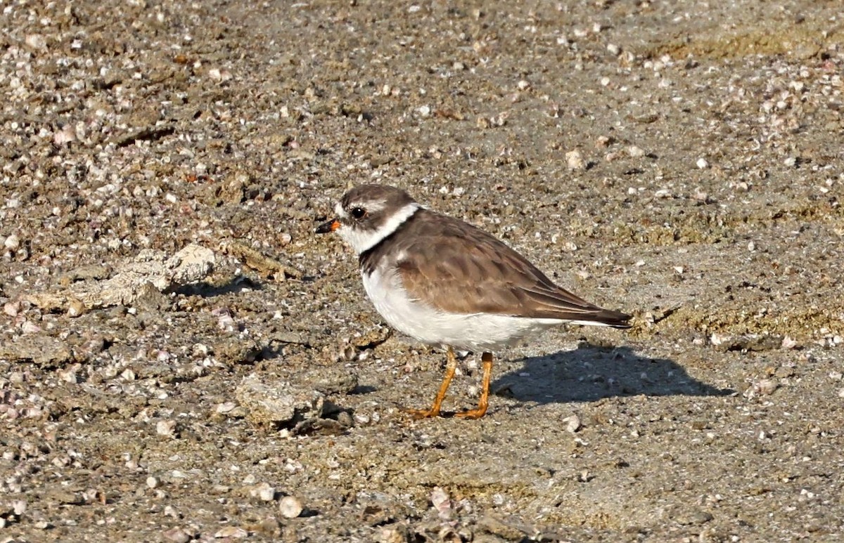 Semipalmated Plover - Greg Cross