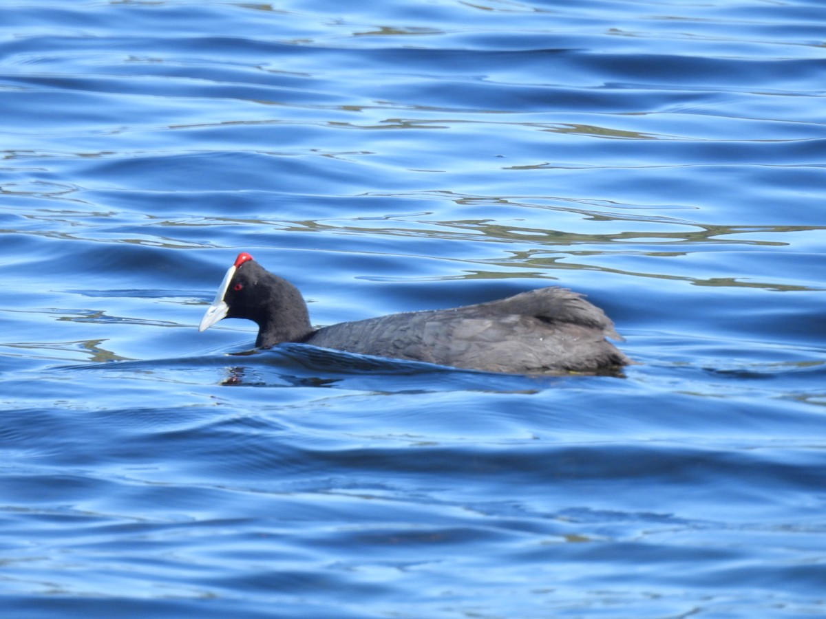 Red-knobbed Coot - ML617713673