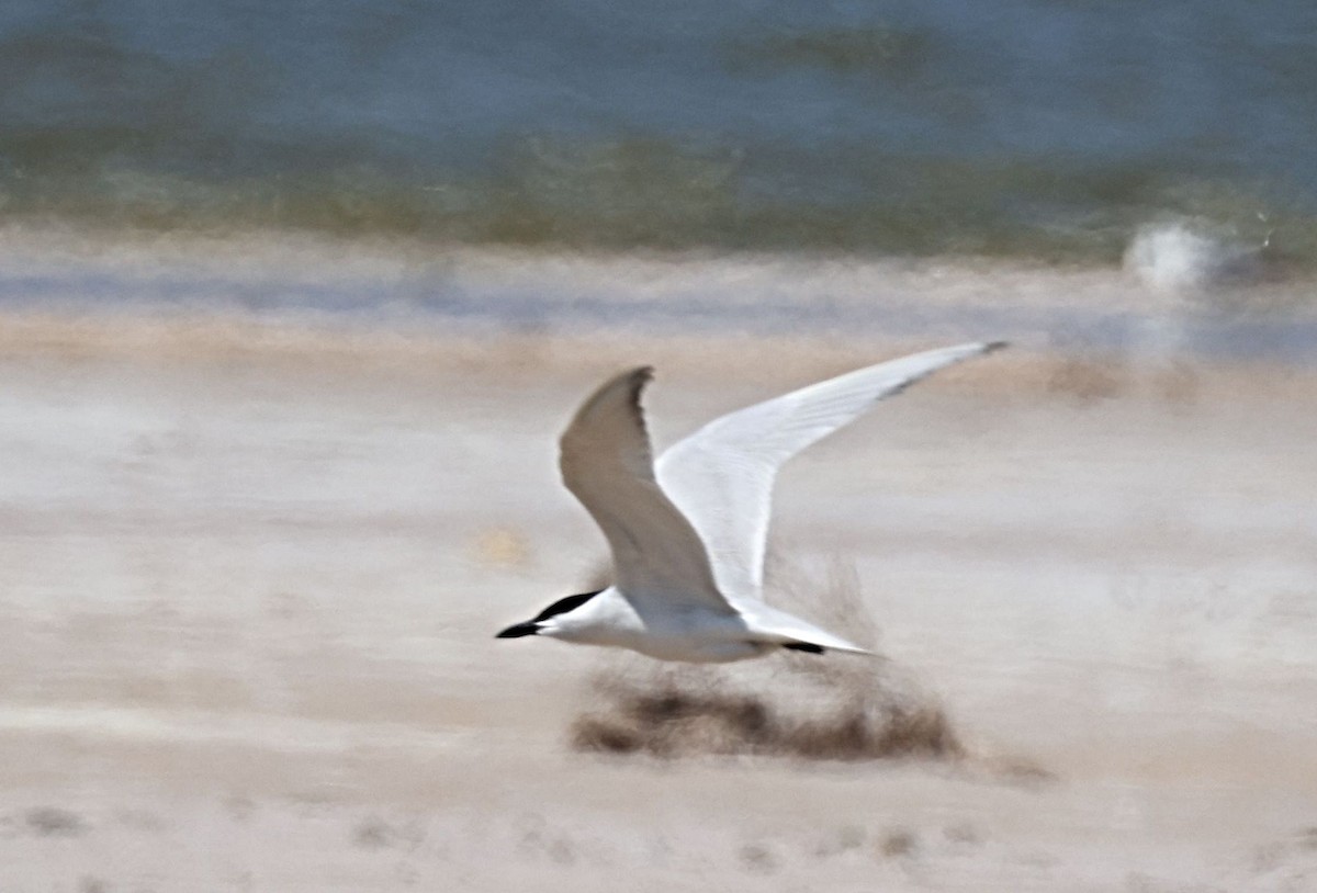 Gull-billed Tern - Greg Cross