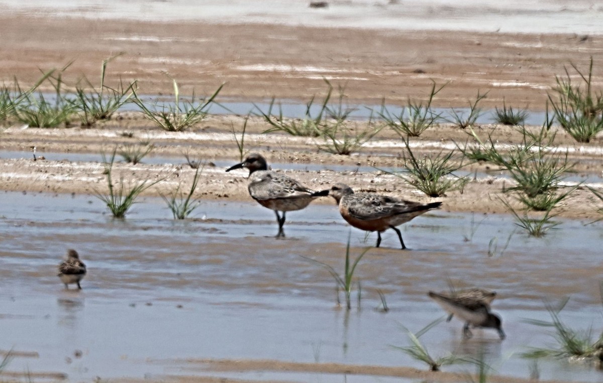 Red Knot - ML617713694