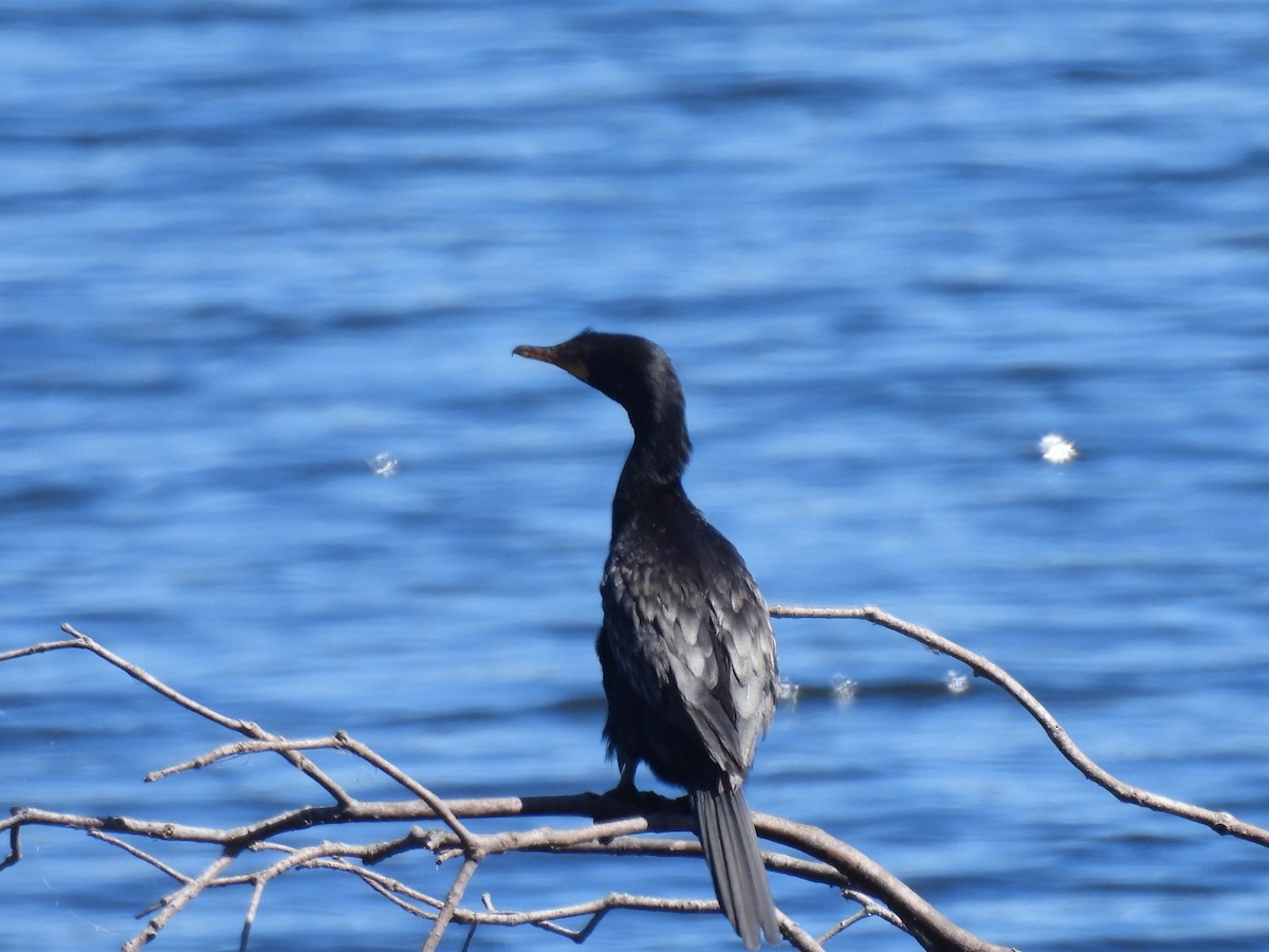 Long-tailed Cormorant - ML617713702