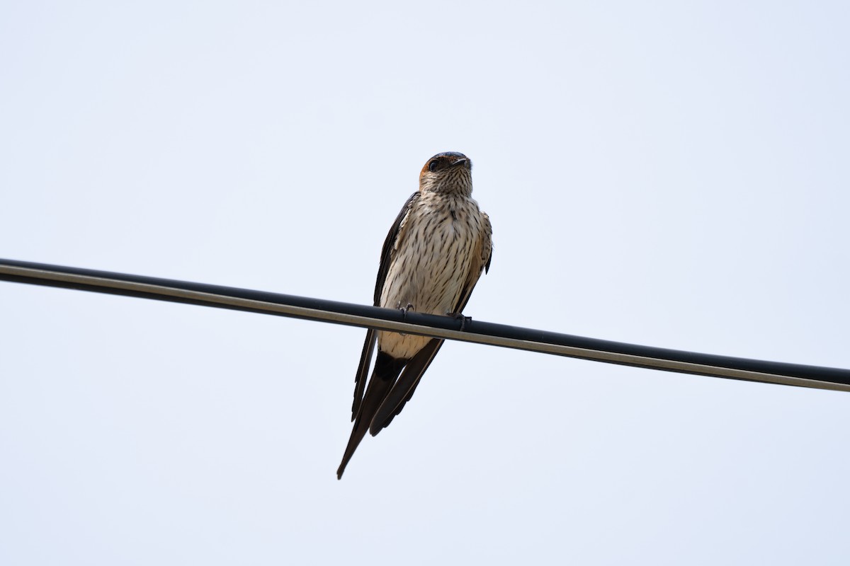 Red-rumped Swallow - ML617713742