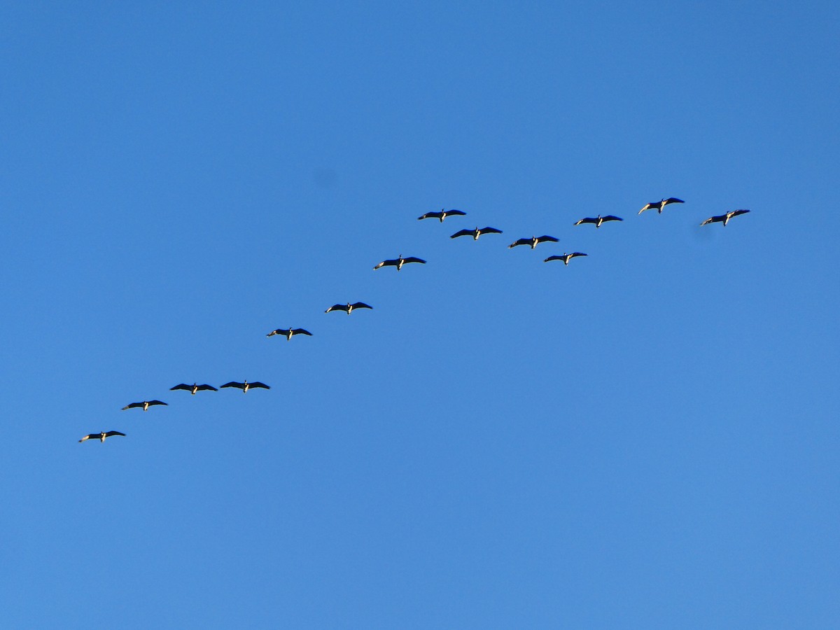 ibis slámokrký - ML617713749