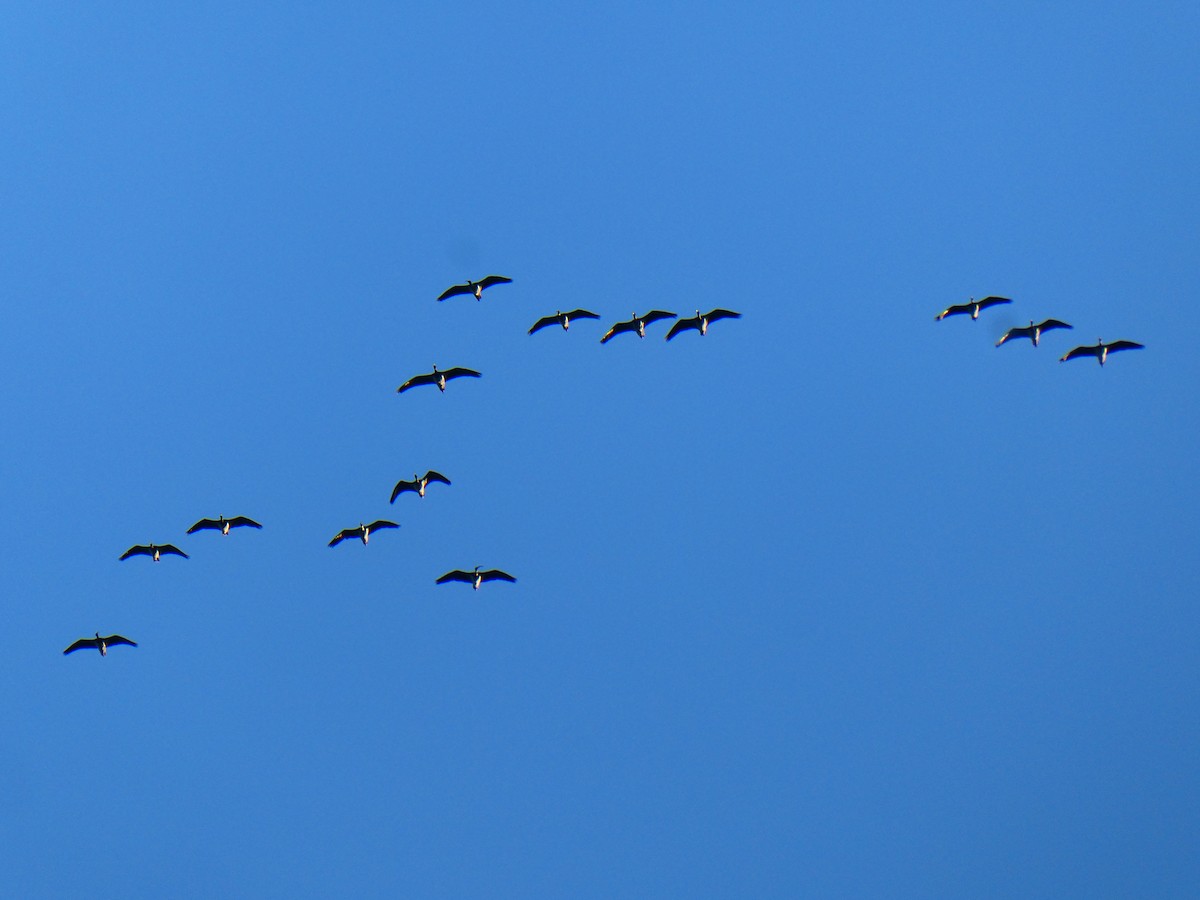 ibis slámokrký - ML617713760