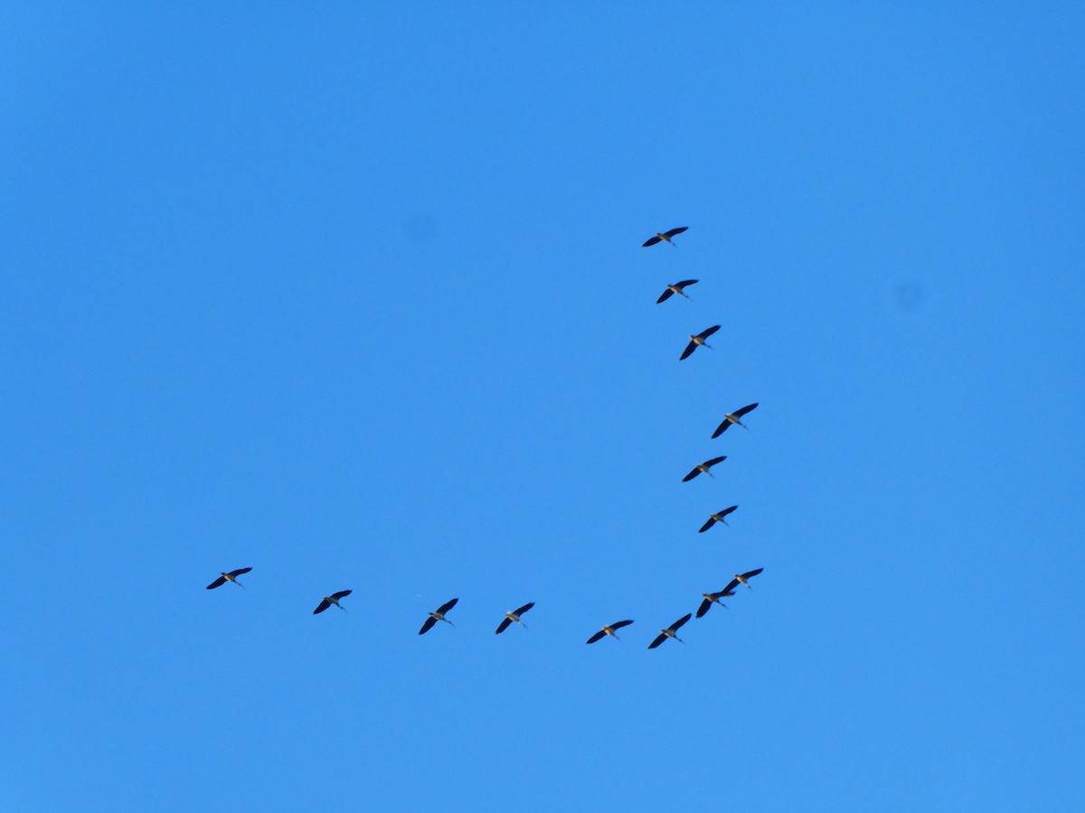 ibis slámokrký - ML617713767