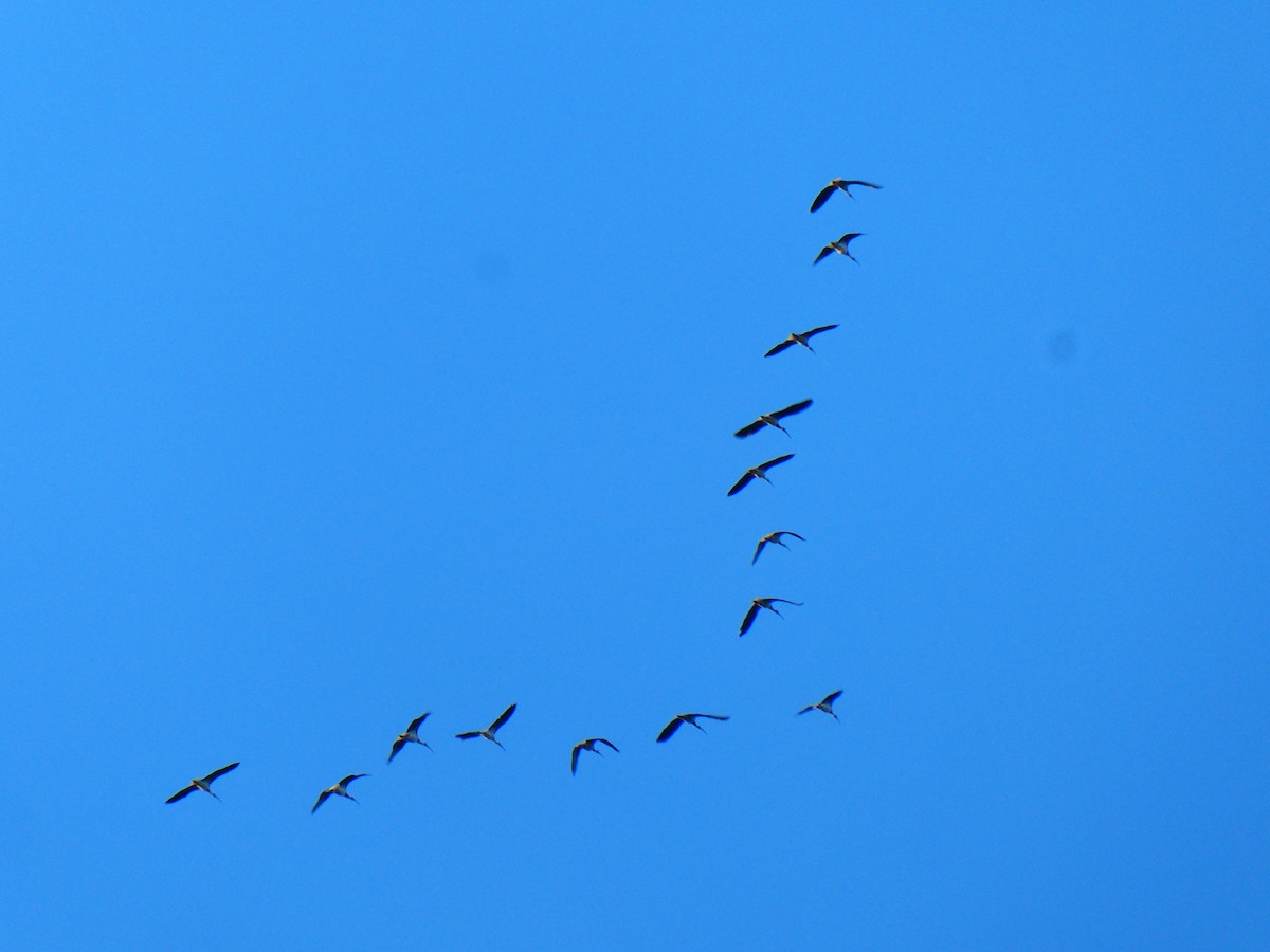 ibis slámokrký - ML617713775