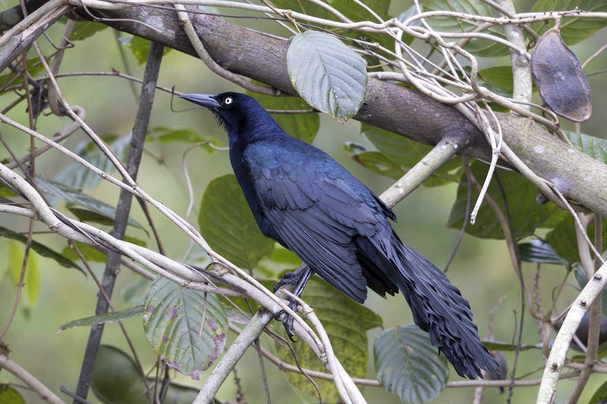 Great-tailed Grackle - ML617713787
