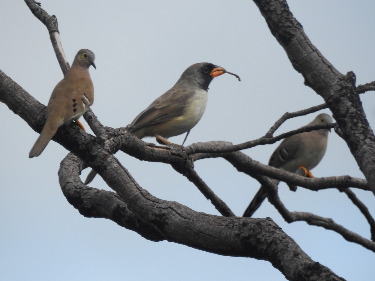 Long-tailed Ground Dove - ML617713833