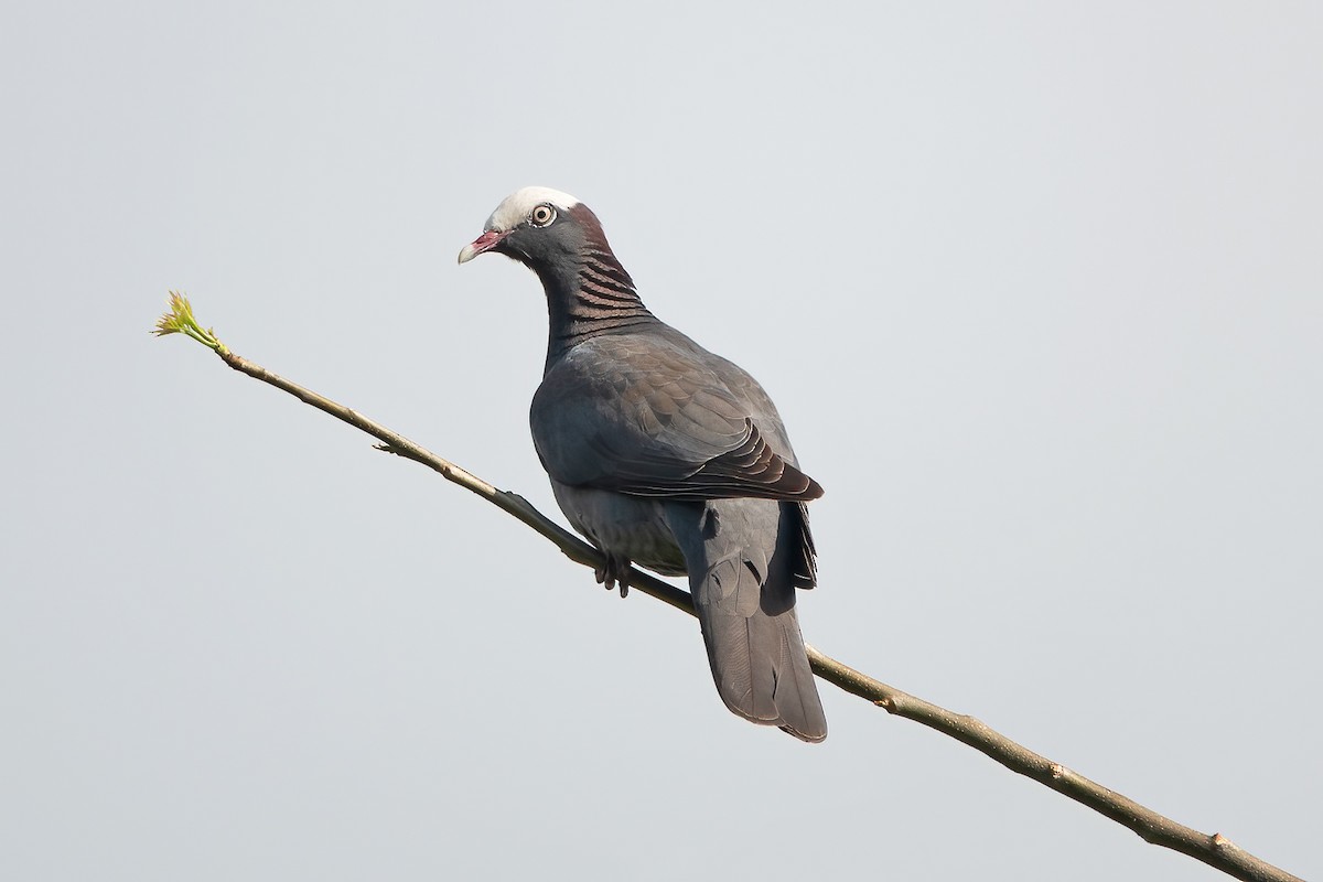 White-crowned Pigeon - ML617713877