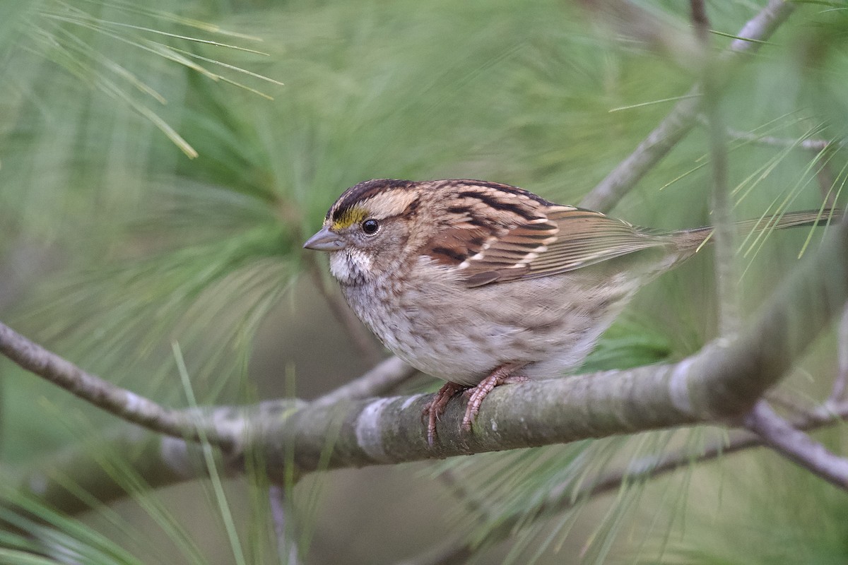 White-throated Sparrow - ML617713994