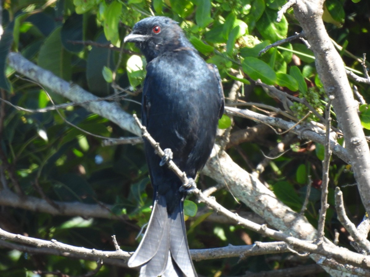 Fork-tailed Drongo - ML617714015