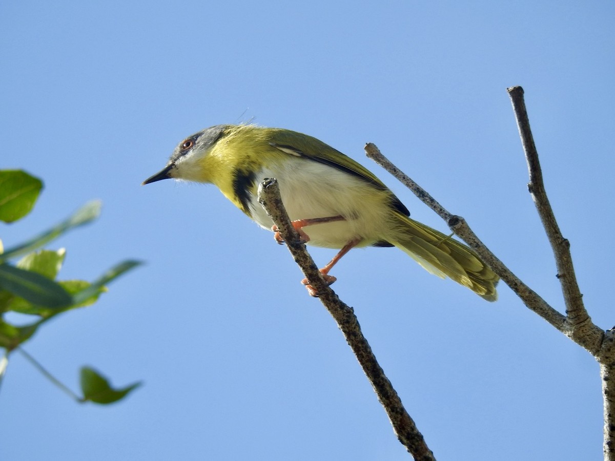 Yellow-breasted Apalis - ML617714019