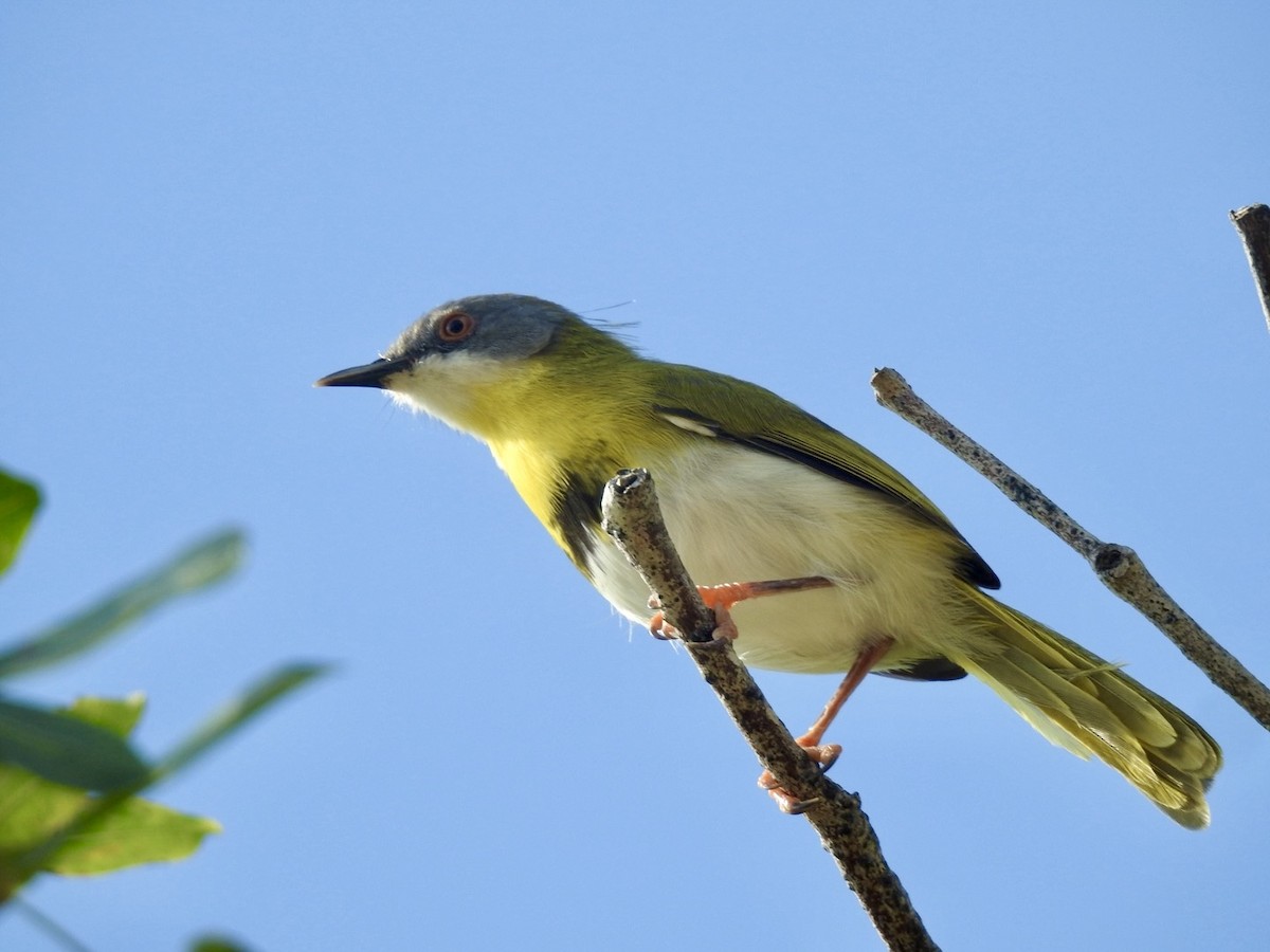 Yellow-breasted Apalis - ML617714021