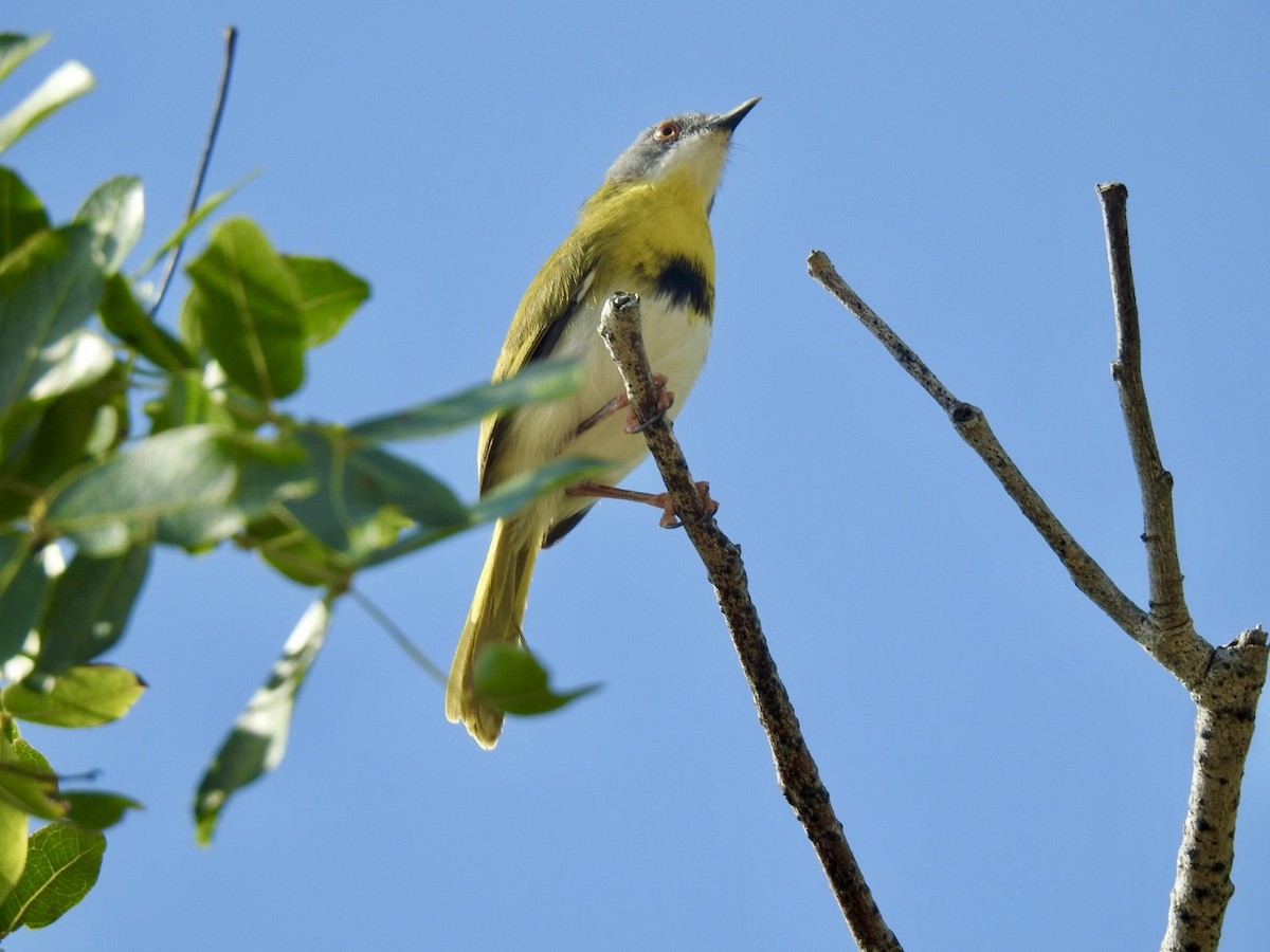 Yellow-breasted Apalis - ML617714022