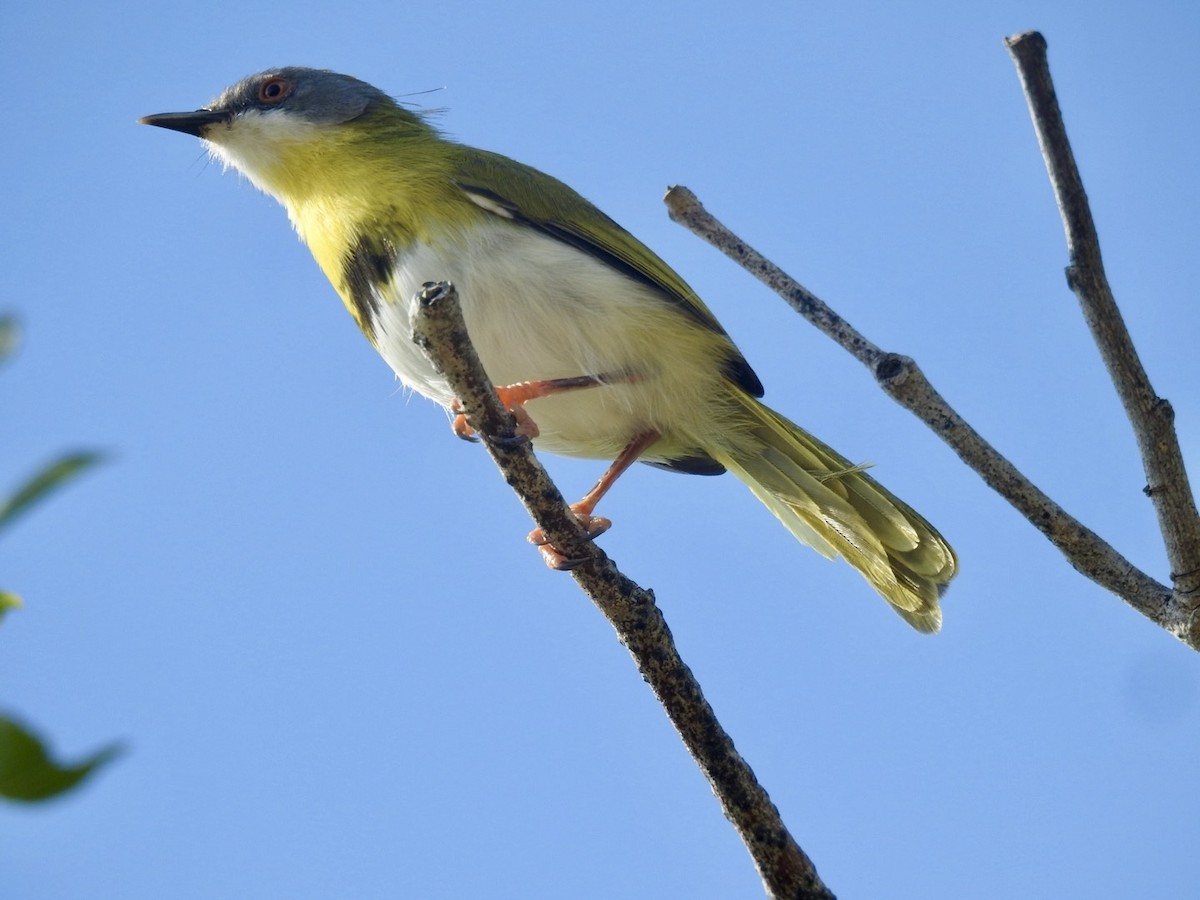 Yellow-breasted Apalis - ML617714023