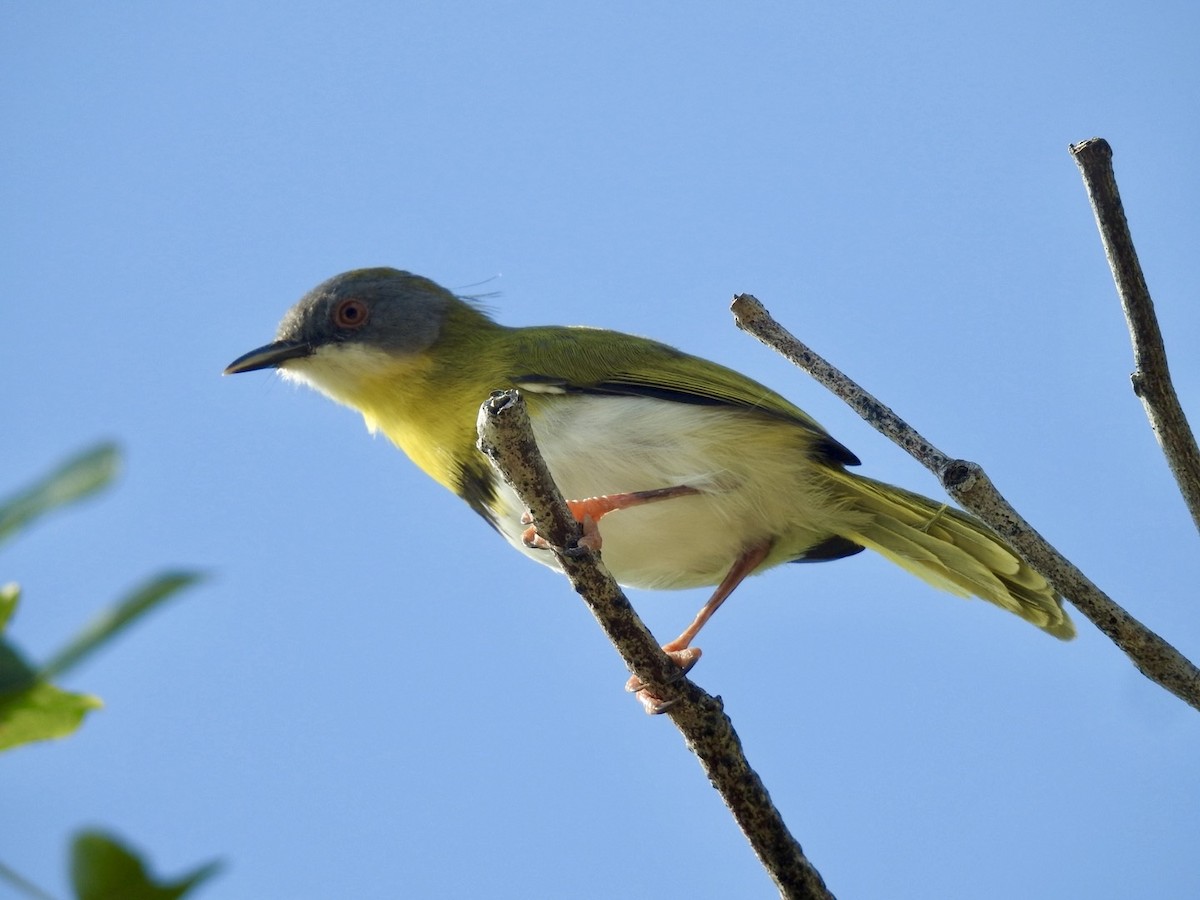 Yellow-breasted Apalis - ML617714024