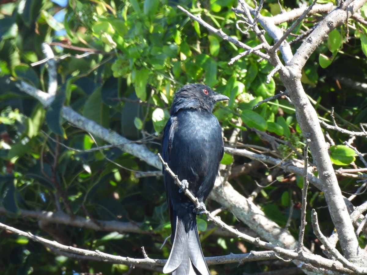 Fork-tailed Drongo - ML617714031